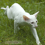 Гусь. 4 месяца