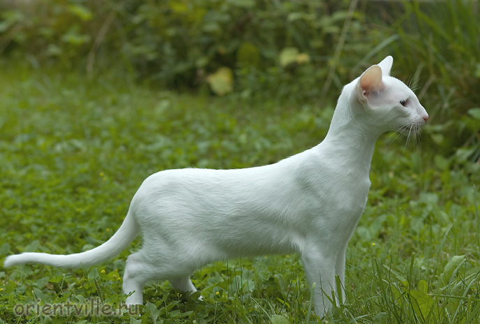 Гусь. 4 месяца