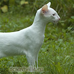 Гусь. 4 месяца