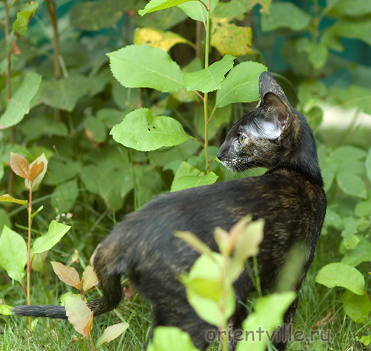 Гвен. 4 месяца