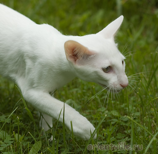 Гусь. 4 месяца