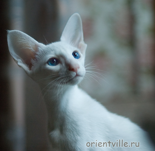 Герда. 4 месяца