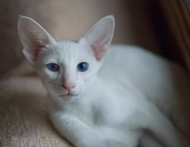 Герда. 4 месяца