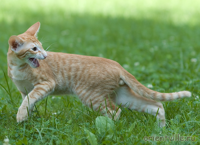 Гай. 4 месяца