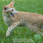 Гай. 4 месяца