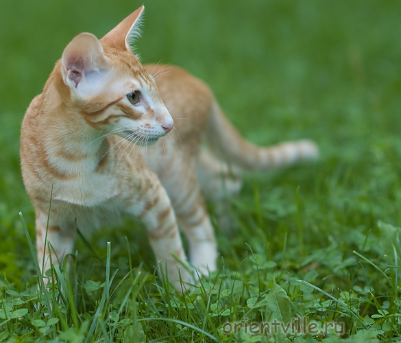 Гай. 4 месяца