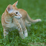 Гай. 4 месяца