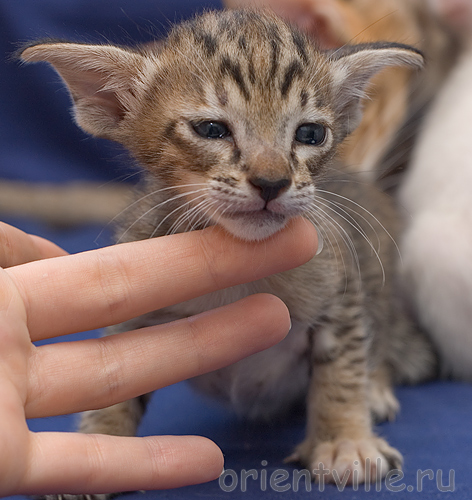 Orientville's Becky Thatcher. 3 недели