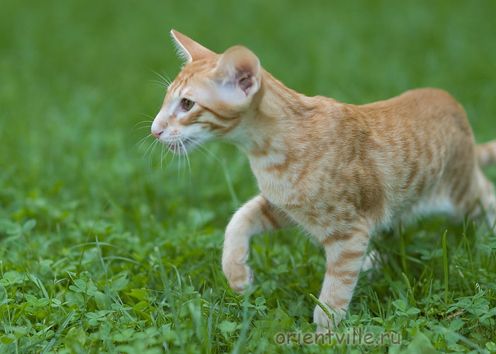 Гай. 4 месяца