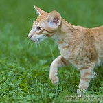 Гай. 4 месяца