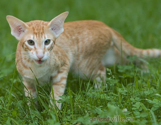 Гай. 4 месяца