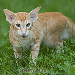 Гай. 4 месяца