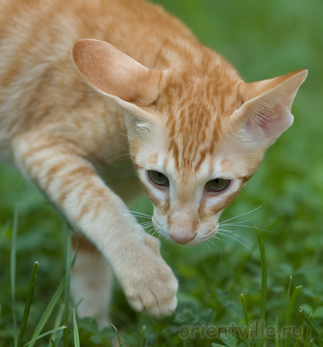 Хвостик. 4 месяца
