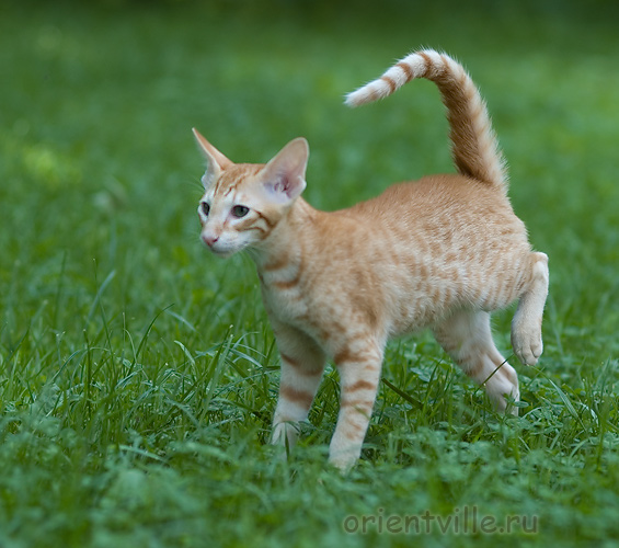 Хвостик. 4 месяца