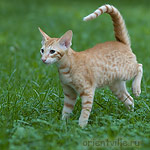 Хвостик. 4 месяца