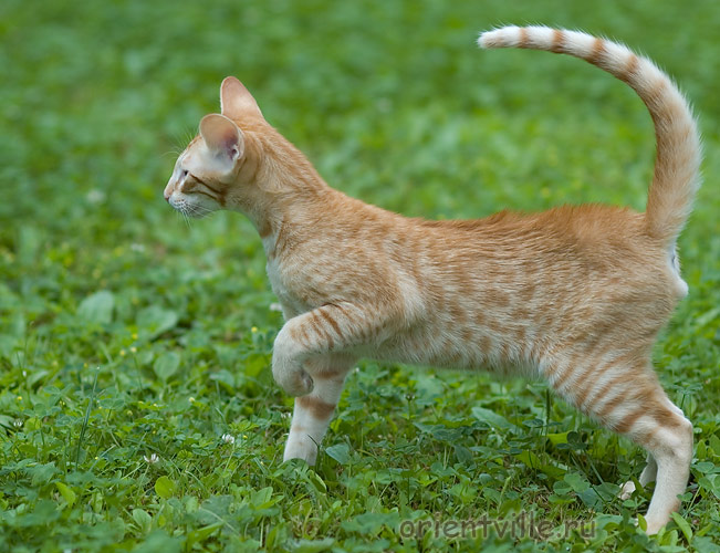 Хвостик. 4 месяца