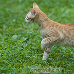 Хвостик. 4 месяца