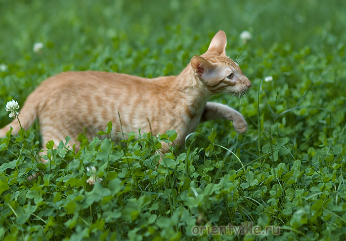 Гунька. 4 месяца