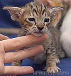 Orientville's Becky Thatcher. 3 недели