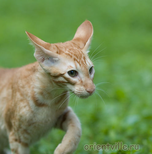Гунька. 4 месяца