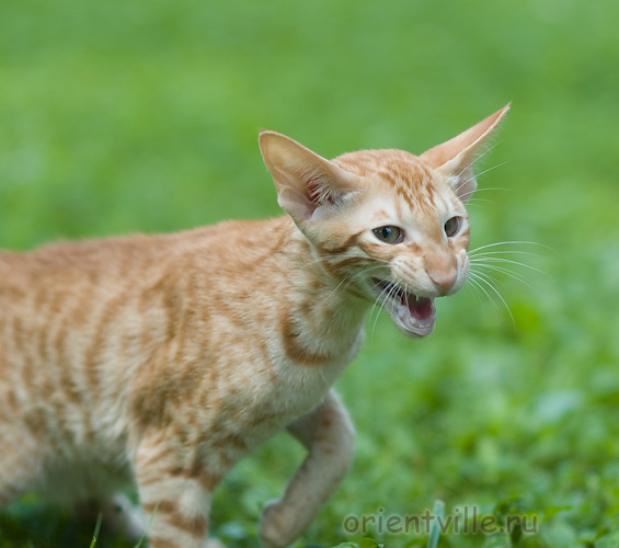 Гунька. 4 месяца