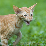 Гунька. 4 месяца