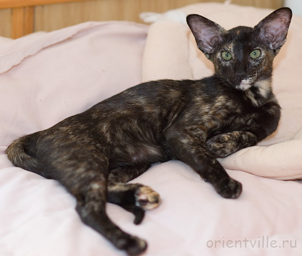 Гвен. 4 месяца