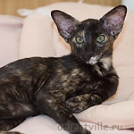 Гвен. 4 месяца