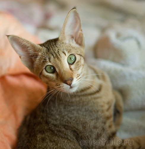 5,5 month. Fleur de Lys