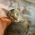 5,5 month. Fleur de Lys