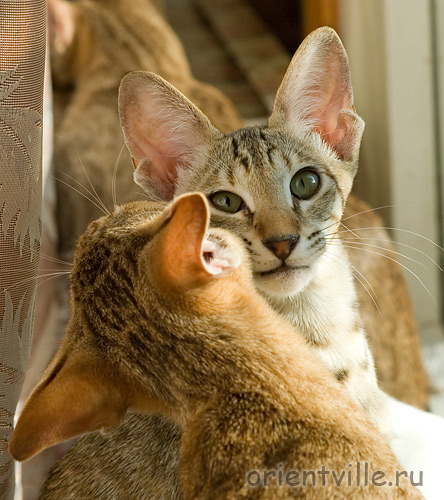 Габи. 4 месяца