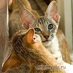 Габи. 4 месяца