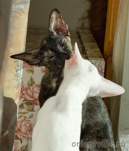 Галя. 4 месяца