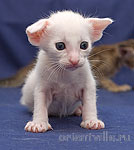 Ориентальный котенок