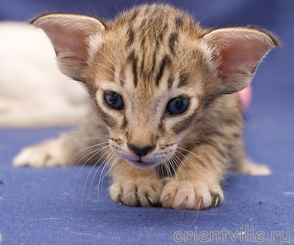 Orientville's Becky Thatcher. 3 недели