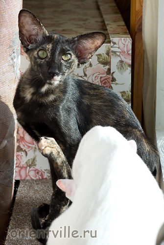 Гвен. 4 месяца