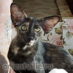 Гвен. 4 месяца