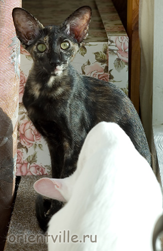 Гвен. 4 месяца