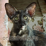 Гвен. 4 месяца