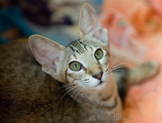 Габи. 4 месяца