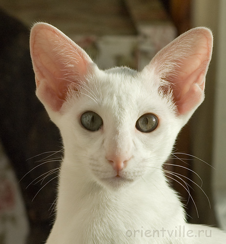 Галя. 4 месяца