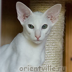 Orientville's Galateya (ORI w 64)