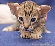 Orientville's Becky Thatcher. 3 недели