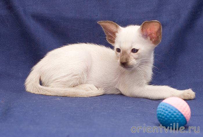 Orientville's Asterix