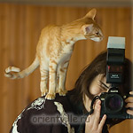 Гай. Проверяет настройки вспышки