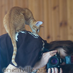 Гай. Любимое занятие - сидеть на человеке