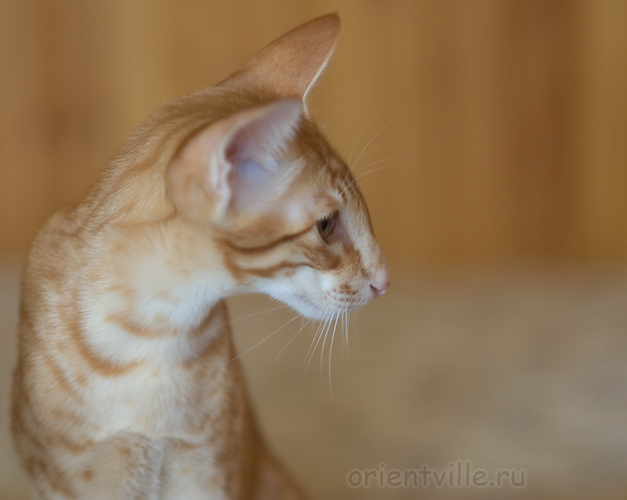 Гай. 5 месяцев