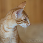 Гай. 5 месяцев