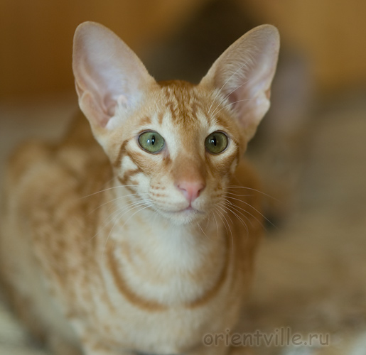 Гунька. 5 месяцев