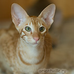 Гунька. 5 месяцев